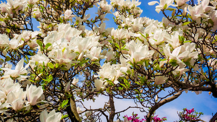 Magnolia. Flowers. Blooming trees © EwaStudio