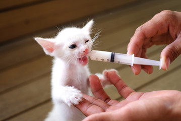 Hand-feeding a cute orphaned baby white kitten with milk replacer in a syringe, Thailand.