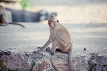 monkey portrait. monkey sitting on the stone