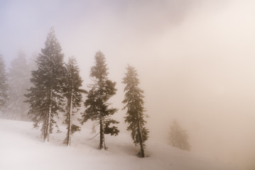 Fototapeta na wymiar Foggy Winter Trees
