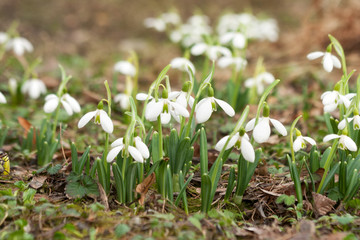 Fototapeta premium Spring snowdrops in a park