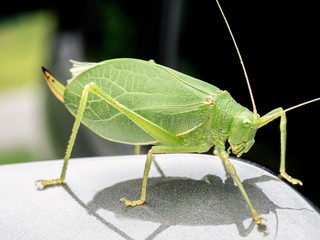 green bug