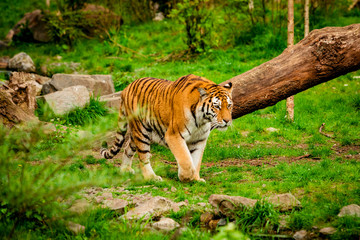Tiger in forest. Tiger portrait