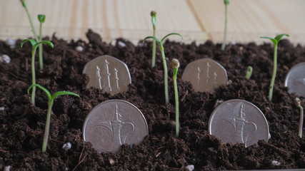 Arabic coins of dirhams and young sprouts. Development concept.
