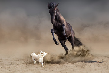 Horse play with dog in desert dust
