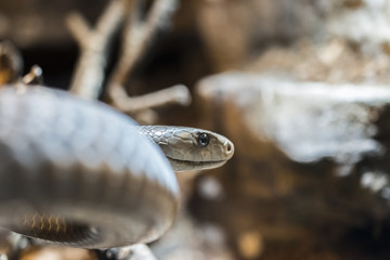 Close-up of the head of a black mamba