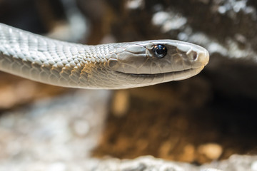 Close-up of the head of a black mamba