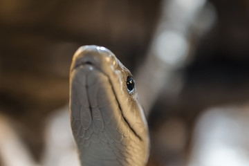 Close-up of the head of a black mamba