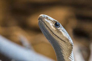 Close-up of the head of a black mamba