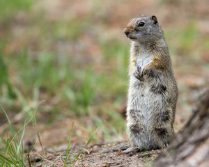 Naklejka na ściany i meble Nursing Uinta Ground Squirrel-Yellowstone