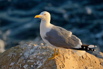 Seagull © Tomasz Warszewski