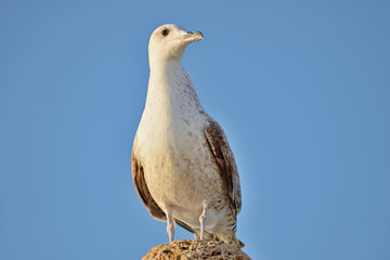 Seagull © Tomasz Warszewski