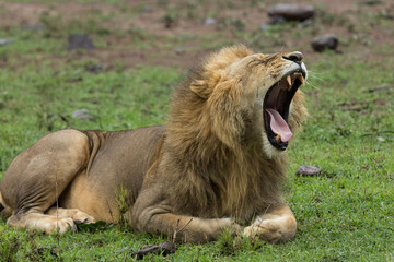 a yawning male lion on the grasslands of the Maasai Mara