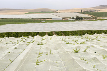 Riebeek Kasteel, Western Cape, South Africa. December 2017. Summer vines growing under plastic...