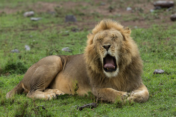 a yawning male lion on the grasslands of the Maasai Mara