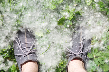 Male feet on grass covered with poplar fluff