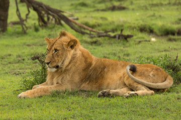 Fototapeta na wymiar lion resting on the grasslands of the Maasai Mara
