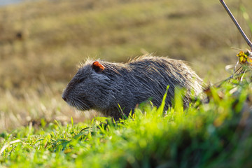 The muskrat (Ondatra zibethicus) in the nature.