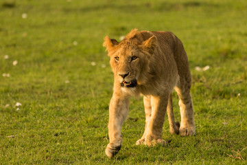 Fototapeta na wymiar a lion walks across the grasslands of the Maasai Mara