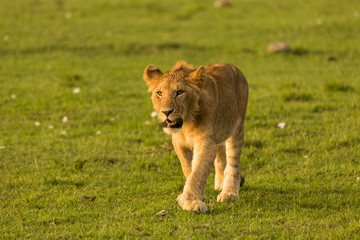 a lion walks across the grasslands of the Maasai Mara