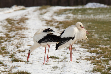 Weißstorch im Winter auf schneebedecktem Weg
