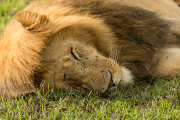 a male lion resting on the grasslands of the Maasai Mara