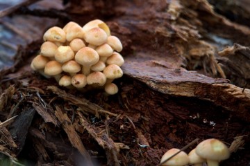 small mushrooms