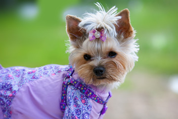 Portrait of a yorkshire terrier in overalls on walk