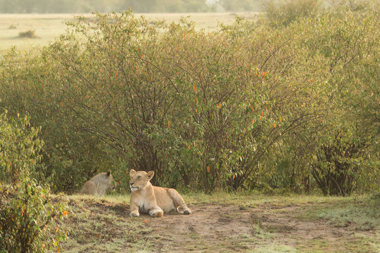 a lioness rests on the grasslands of the Maasai Mara