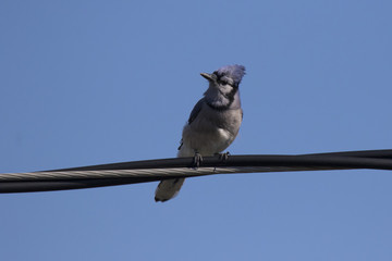 blue jay in fall