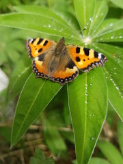 Orange butterfly