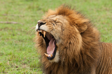 Naklejka premium closeup of a male lion yawning on the grasslands of the Maasai Mara