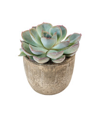 Houseplant echeveria isolated on white