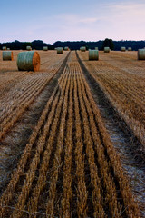 Straw bales on a field after harvest
