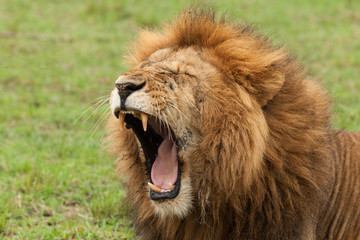 Fototapeta na wymiar closeup of a male lion yawning on the grasslands of the Maasai Mara