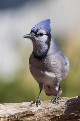 blue jay in fall