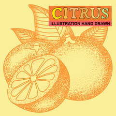 hand drawn citrus