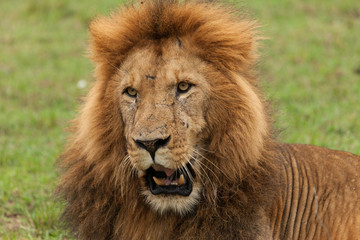 Naklejka na ściany i meble closeup of a male lion yawning on the grasslands of the Maasai Mara