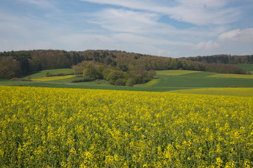 Obraz premium Rapsfeld