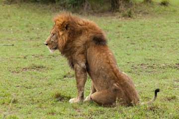 a male lion resting on the grasslands of the Maasai Mara