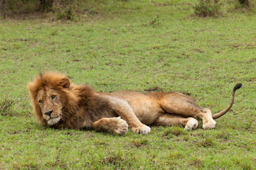 a male lion rests on the grasslands of the Maasai Mara