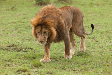 a lion walks across the grasslands of the Maasai Mara