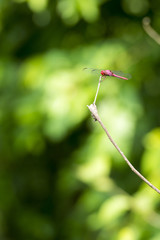 Dragonfly On Branch