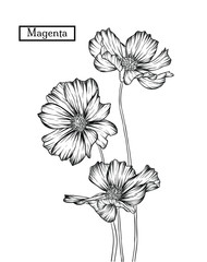 Fototapeta premium Hand drawn illustration and sketch Magenta flower. Black and white with line art illustration.Idea for business visit card, typography vector,print for t-shirt.