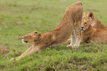 lioness stretching on the grasslands of the Maasai Mara