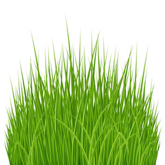 Fototapeta na wymiar Green Grass