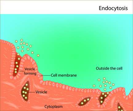 Endocytosis. Process of vesicle transport for endocytosis