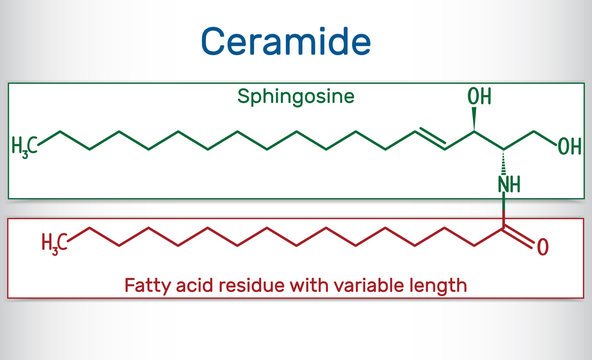 Ceramide molecule ,  is composed of sphingosine and a fatty acid. Structural chemical formula