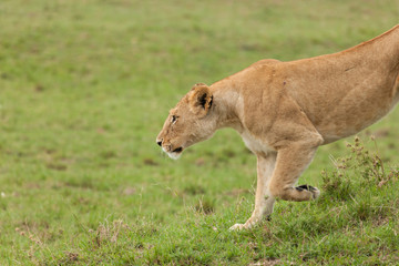 lioness prowling the grasslands of the Maasai Mara