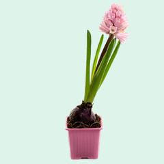pink flower hyacinth in a pot on turquoise background. Spring time, blossom and Flower gift